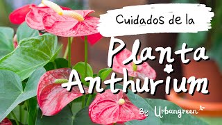 Cuidados del Anthurium ⭐ SUPER GUIA ⭐ sobre TODO lo que debes saber de esta hermosa planta con flor