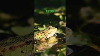 FROG 🐸🐸🐸