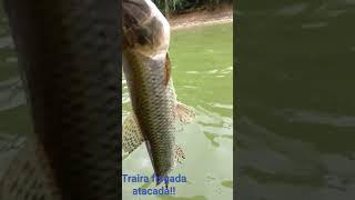 #shorts  traíra  atacada na bilings fisgada, O.que. será? #fishing #trairas