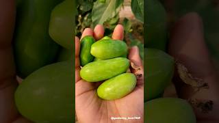 Harvesting veg fromm my garden 🥒🫑🥬🫛 #rurallife #fresh #vegcutting #harvesting  @gardening_lover7469