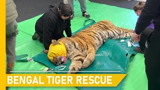 A heartwarming journey to rescue an injured bengal tiger | Animal rescue compilation