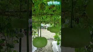 ডুগডুগি লাউ চাষে ব্যাপক ফলন Dugdugi Pumpkin farming- Krishi Bicitro - ৩০ কৃষি বিচিত্র #shorts