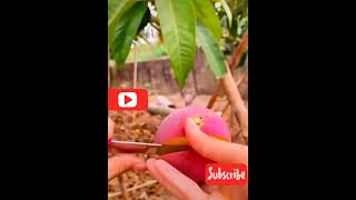 Mango❤#shorts #shortvideo #shortsvideo #mango #best #top #love #freshfruit #garden #cutting #mango