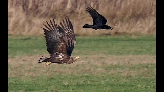 Ein junger Seeadler bei Wöllnau / Torfhaus in Nordsachsen wird gemobbt #vogelbeobachtung