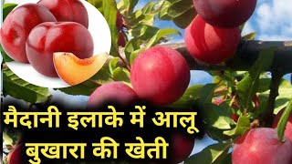 आलूबुखारे की खेती कैसे करें Plum Farming how do plum farming आलूबुखारा या Plum की उन्नत खेती,