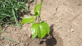 PREPARO DO SOLO PARA PLANTAR O MARACUJA