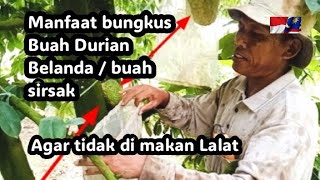 Tata cara bungkus buah Durian Belanda / buah sirsak agar tidak di hinggap lalat sampai buah hitam