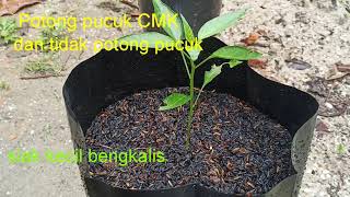 Potong pucuk CMK (cabe merah keriting) dan tidak potong pucuk.