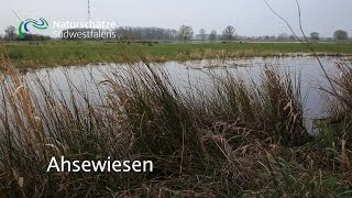 Ahsewiesen - Naturschätze Südwestfalens