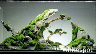 Beautifull Aquascape