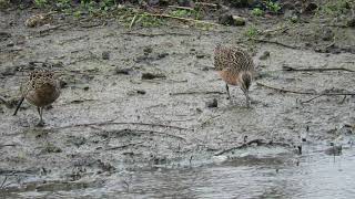 Short-billed Dowitcher