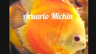 Un día en Acuario Michin Puebla