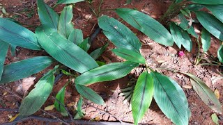 Black Turmeric Trees - నల్ల పసుపు చెట్లు || nalla pasupu chetlu || Original all article