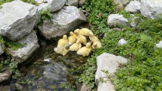 Baby Call Ducks