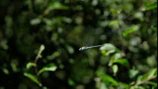 Quick quick slow Southern Migrant Hawker