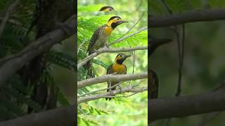 PICA PAU DO CAMPO (Colaptes campestris)