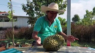 panen durian bawor di agroeduwisata situ bolang indramayu.