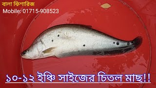 চিতল মাছের পোনা চাষ | ফিমেল চিতল মাছ চেনার উপায় কি | চিতল মাছের পোনা চাষ | বালা ফিশারিজ- 01715908523