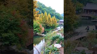 #koreatourism #trending #indianinkorea #korea #nature #autumn #fall #shorts #autumnleaves