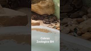 Cobras Zoológico BH #cobra #animais