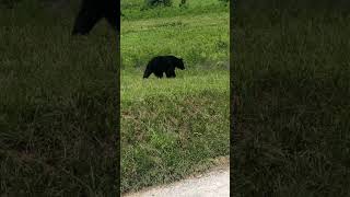 Bear#ohio #wildlife #2024 #beyonce #shorts #country#texas #bear