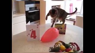 Funny Animal Videos