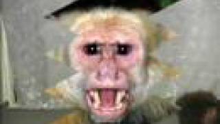 Man Pwned by a Monkey