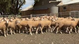 Sparks Farming 133 ewe lambs