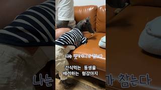 간식먹는 동생을 배려하는 형 강아지