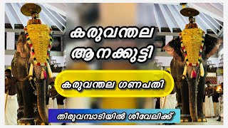 കരുവന്തല ആനക്കുട്ടി തിരുവമ്പാടി കണ്ണന്റെ സന്നിധിയിൽ ശീവേലി എടുത്ത് Karuvanthala Ganapathy✨HARISH G