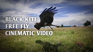 Black kite free fly  cinematic video | chil training💥💯