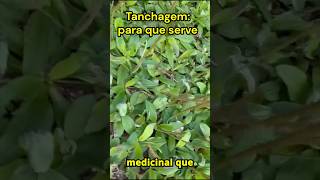 Tanchagem para que serve. #remédios #plantas #TANCHAGEM