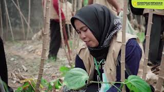 Pelatihan Budidaya Lada