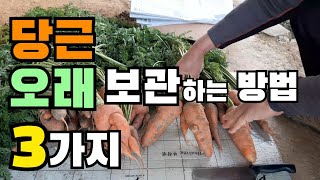 당근 오래 보관하는 법 3가지! 당근보관방법, 당근보관, How to store carrots, carrot, 당근오래보관법