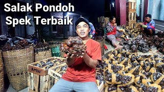 Salak Pondoh Banjarnegara Siap Melayani Keberbagai Mancanegara