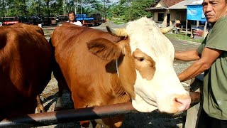 Harga Sapi Betina Super Terbaru di Pasar Hewan Banjarnegara