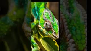 God's Creations - 13 " Colorful Chameleons" * Original audio  - Vibez (Instrumental)