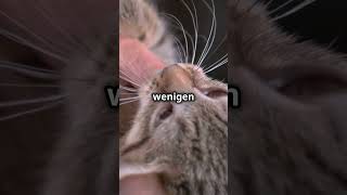 Faszinierende Fakten über Katzenbabys, die du nicht wusstest! #katzen #tiere #kitten