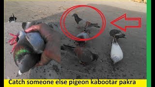 Laalban kabootar Pakra hath sey || pigeon traping..