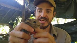 Criação de cuys - Diários da agrofloresta