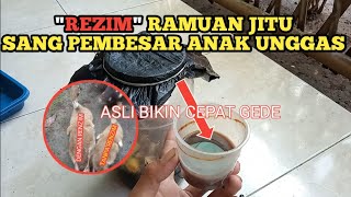 ANAK AYAM ENTOK DAN BEBEK CEPAT BESAR DENGAN RAMUAN JITU INI