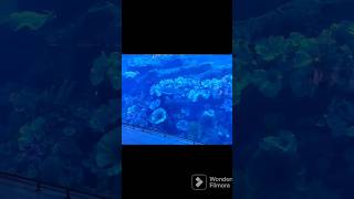 Dubai Aquarium #yt #trending #shorts