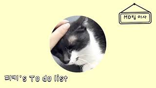 [페디즈 이사냥] 피키's To do list #shorts