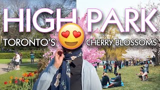 High Park: Toronto’s Central Park 🌸 BREATHTAKING Sakura Cherry Blossoms in 2023