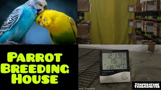 parrot || parrot voice || love birds