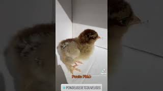 Présentation de poussin : la poule brahma perdrix maillé doré #poule #poussinbrahma