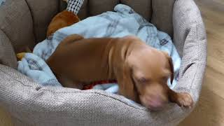 Coco Puppy Vizsla Spin In Basket