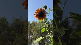 More sunflower love #sunflower #flowers #garden #lovely