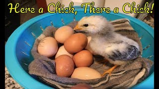 I Incubated Chicken Eggs With the Little Giant 9300 Incubator