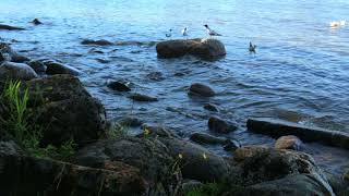 Lakeshore summer stones water birds